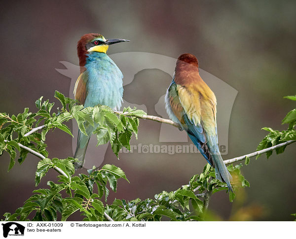 two bee-eaters / AXK-01009