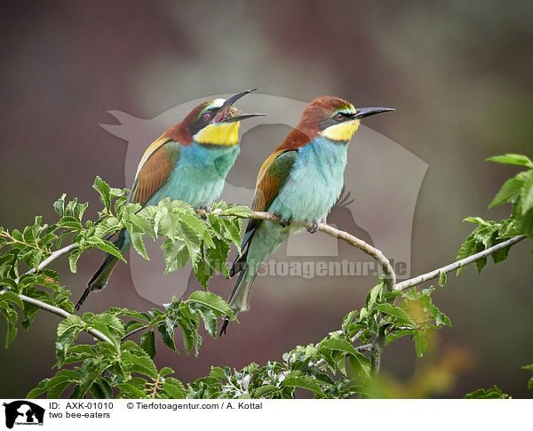 two bee-eaters / AXK-01010