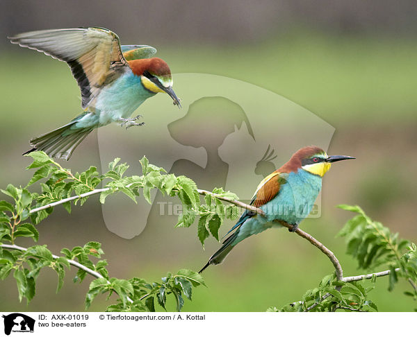 two bee-eaters / AXK-01019