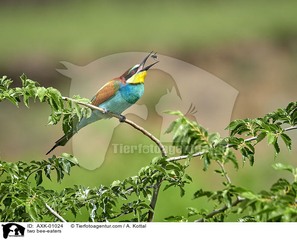 zwei Bienenfresser / two bee-eaters / AXK-01024