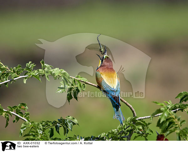 zwei Bienenfresser / two bee-eaters / AXK-01032