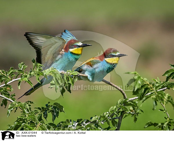 two bee-eaters / AXK-01044