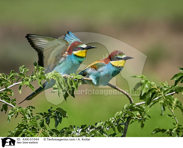 zwei Bienenfresser / two bee-eaters / AXK-01044