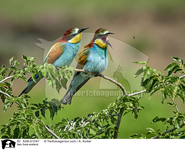 zwei Bienenfresser / two bee-eaters / AXK-01047