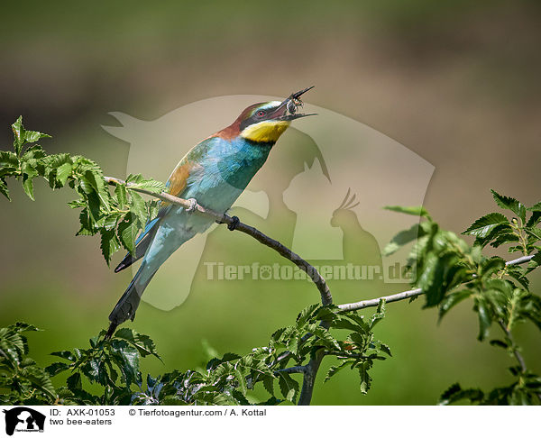 zwei Bienenfresser / two bee-eaters / AXK-01053