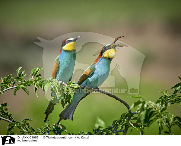 zwei Bienenfresser / two bee-eaters / AXK-01063