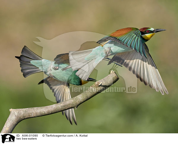 zwei Bienenfresser / two bee-eaters / AXK-01090