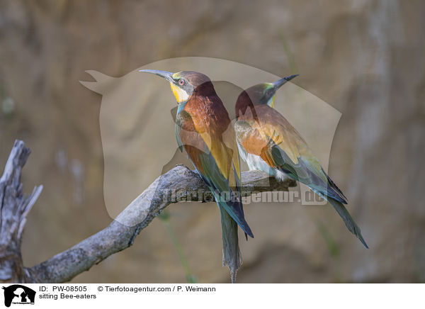 sitting Bee-eaters / PW-08505