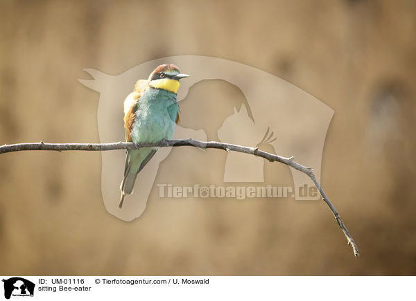 sitzender Bienenfresser / sitting Bee-eater / UM-01116