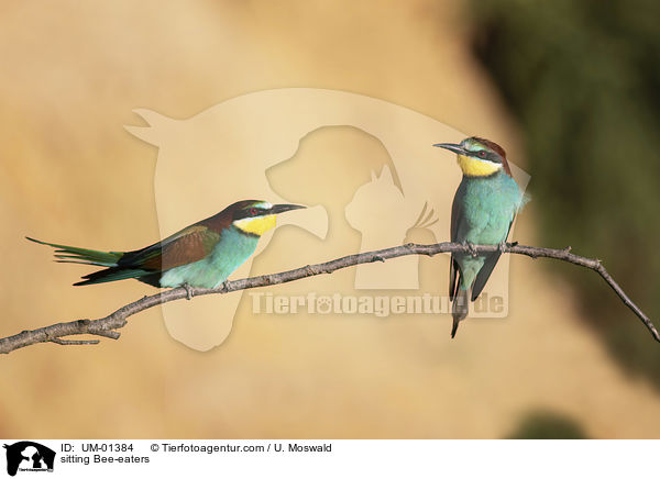 sitzende Bienenfresser / sitting Bee-eaters / UM-01384