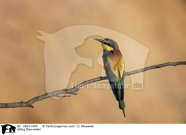 sitzender Bienenfresser / sitting Bee-eater / UM-01385