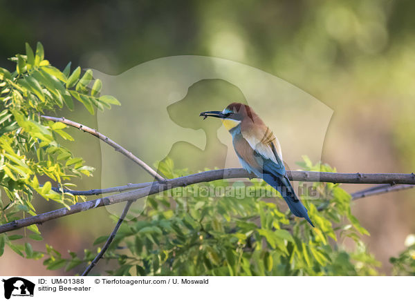 sitzender Bienenfresser / sitting Bee-eater / UM-01388