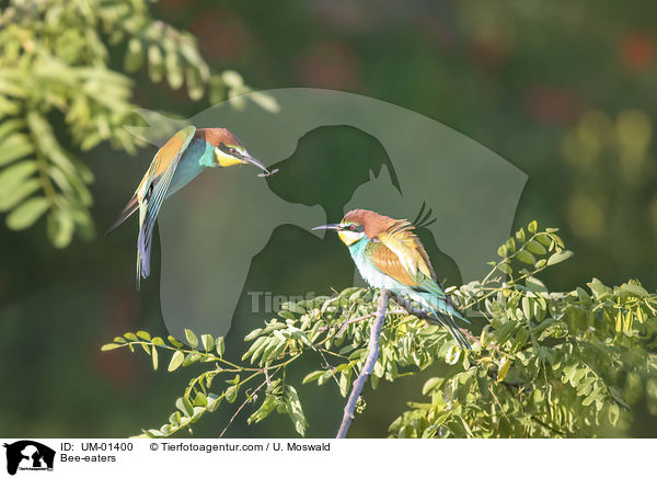 Bienenfresser / Bee-eaters / UM-01400