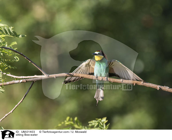 sitzender Bienenfresser / sitting Bee-eater / UM-01403