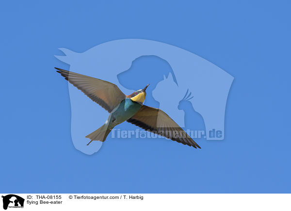 fliegender Bienenfresser / flying Bee-eater / THA-08155