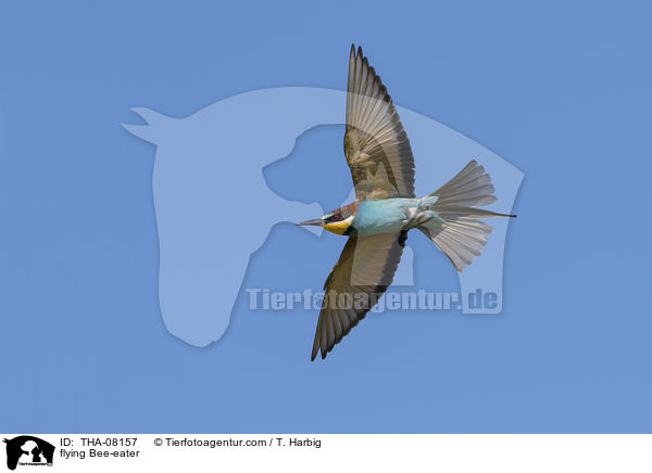 fliegender Bienenfresser / flying Bee-eater / THA-08157