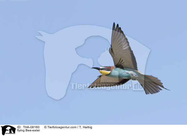 fliegender Bienenfresser / flying Bee-eater / THA-08160