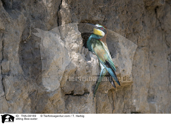 sitzender Bienenfresser / sitting Bee-eater / THA-08169