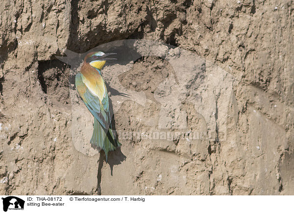 sitzender Bienenfresser / sitting Bee-eater / THA-08172