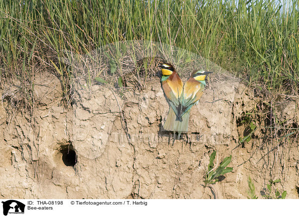 Bienenfresser / Bee-eaters / THA-08198