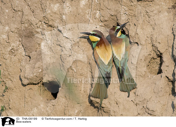 Bee-eaters / THA-08199