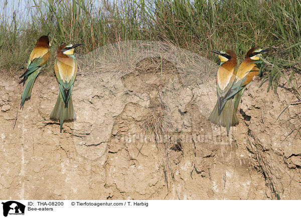 Bienenfresser / Bee-eaters / THA-08200