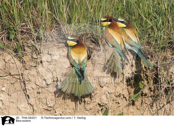 Bienenfresser / Bee-eaters / THA-08201