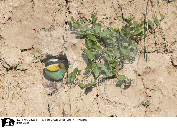 Bee-eater / THA-08203