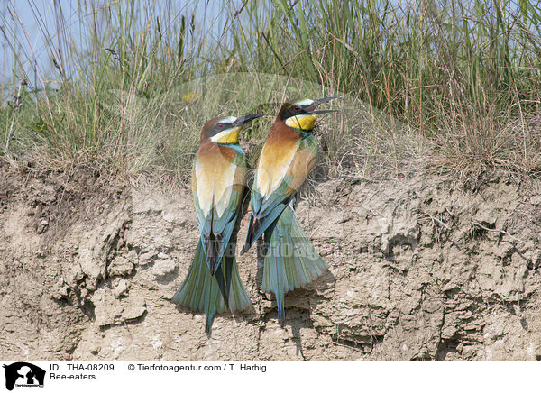 Bee-eaters / THA-08209