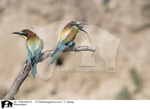 Bienenfresser / Bee-eaters / THA-08212