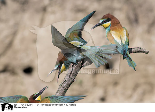Bee-eaters / THA-08214