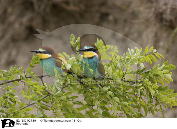 Bienenfresser / bee-eater / SO-02780