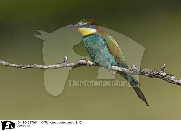bee-eater / SO-02790