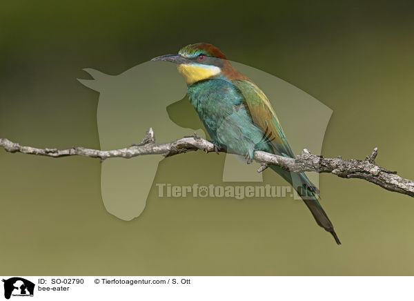 Bienenfresser / bee-eater / SO-02790