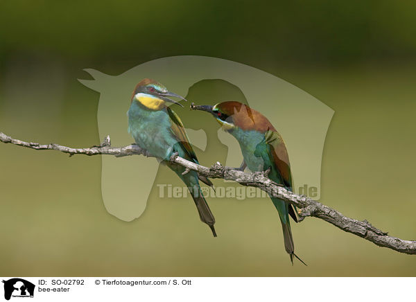 bee-eater / SO-02792