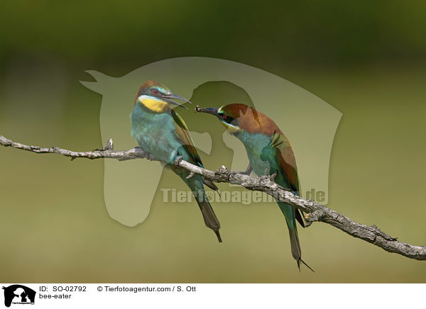 Bienenfresser / bee-eater / SO-02792