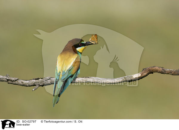bee-eater / SO-02797