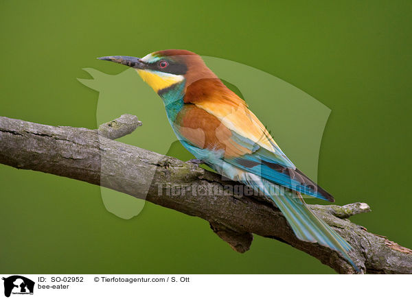 bee-eater / SO-02952