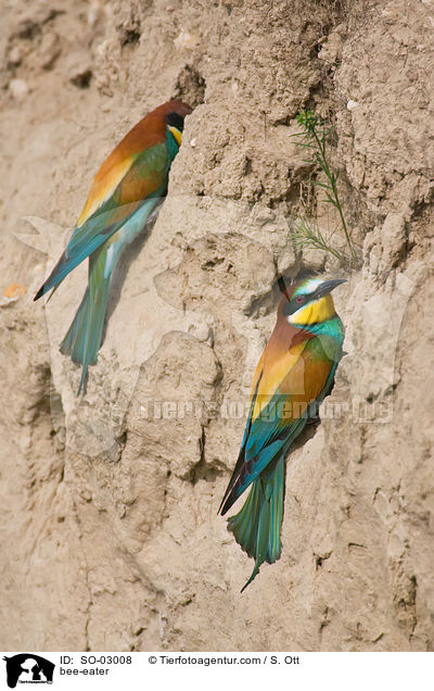 bee-eater / SO-03008