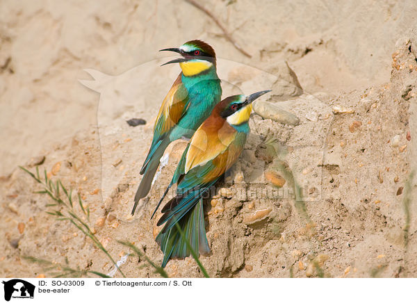 bee-eater / SO-03009