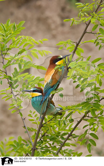 bee-eater / SO-03010