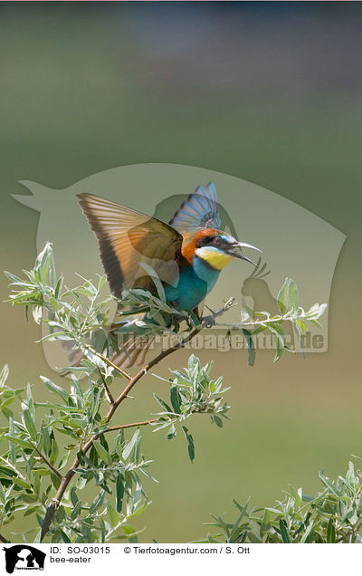 bee-eater / SO-03015