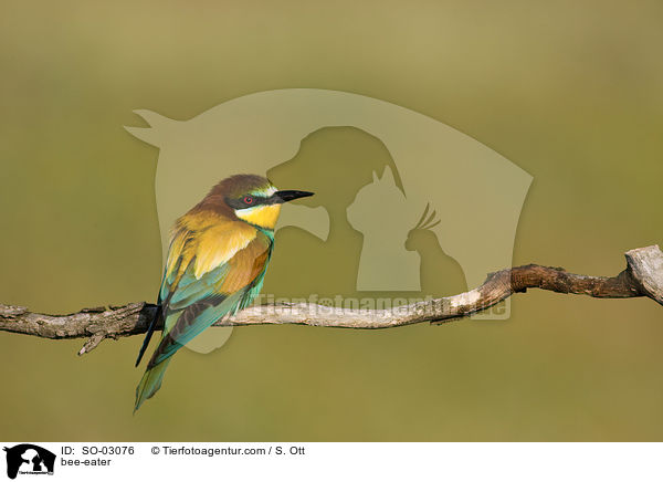 bee-eater / SO-03076