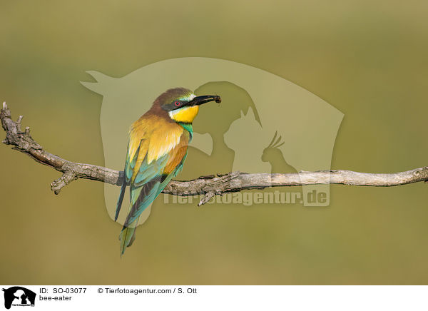 bee-eater / SO-03077