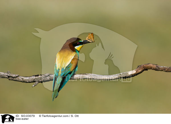 bee-eater / SO-03079