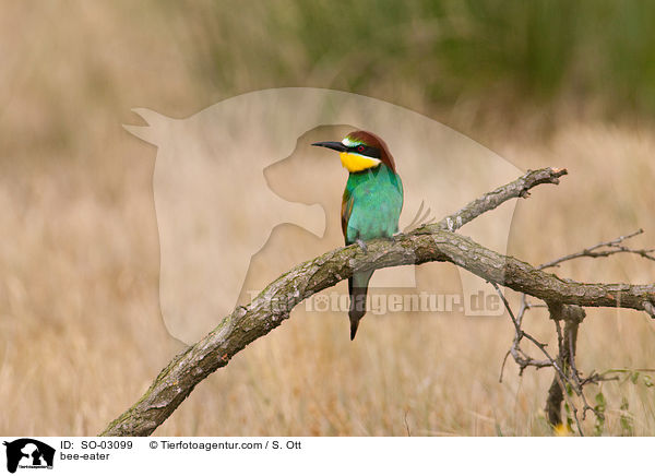 bee-eater / SO-03099