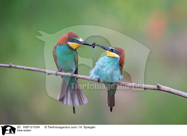 bee-eater / HSP-01054