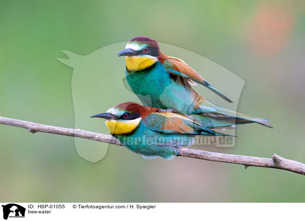 bee-eater / HSP-01055