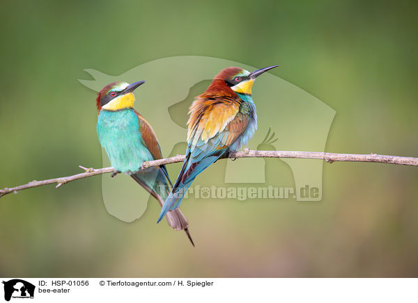 bee-eater / HSP-01056