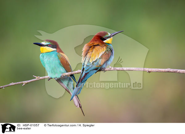 bee-eater / HSP-01057